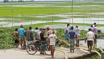 আজমিরীগঞ্জে বীজতলা রক্ষায় ব্যস্ত কৃষকরা