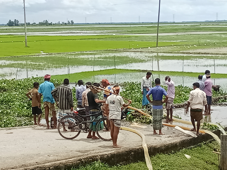 আজমিরীগঞ্জে বীজতলা রক্ষায় ব্যস্ত কৃষকরা