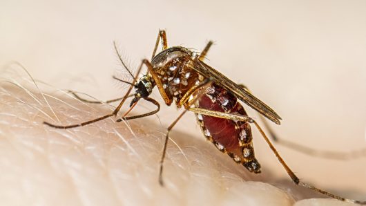 ডেঙ্গুতে ২৪ ঘণ্টায় ৬ জনের মৃত্যু