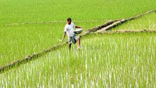 বোরো মৌসুমে দেড় লাখ টন সার আমদানির অনুমোদন